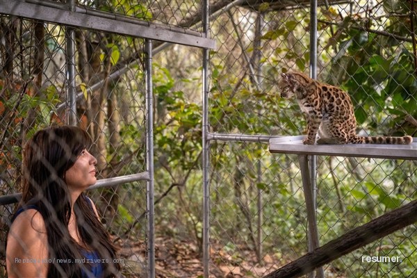 Gato Tilcayo descoberto na Bolívia, com olhos grandes e pelagem marrom